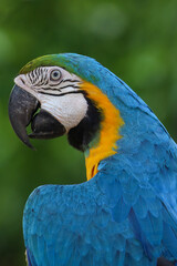 Close up the blue macaw parrot bird