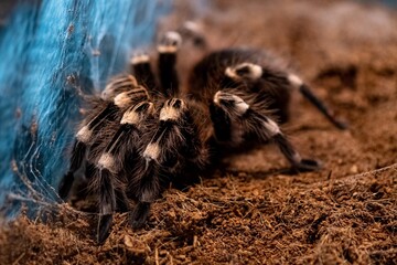 spider on the ground