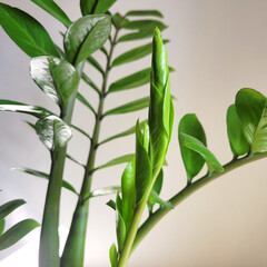 Beautiful shadows from flowers on the wall. Evergreen leaves of Zamioculcas houseplant in a flower pot in the interior.