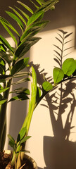 Shadows from flowers on the wall. Zamioculcas Zamiifolia in a flower pot in the interior.