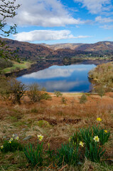 Grasmere from Loughrigg Terrace in early Spring with daffodils and reflections in lake, Lake District, England