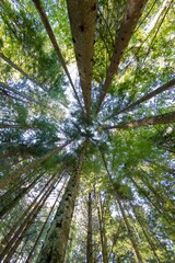 Beautiful background of forest trees seen from below