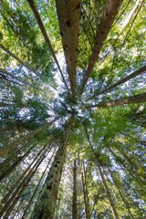 Fototapeta premium Beautiful background of forest trees seen from below