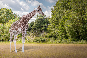 A giraffe walking through a field 