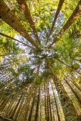 Beautiful background of forest trees seen from below