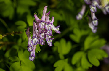 flowers in the garden