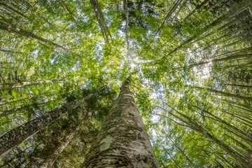 Beautiful background of forest trees seen from below - 498777681