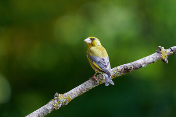 Obraz premium Der Grünfink (Chloris chloris, Syn.: Carduelis chloris)