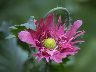 Close-up of  pink poppy flower. 