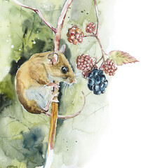 Hazel dormouse on a blackberry bush. The mouse wants to eat. Hand drawn watercolor illustration - 498778005