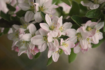 Fototapeta na wymiar Apple blossoms in spring. Close-up.