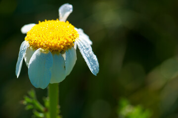 kwiat roślina natura wiosna przyroda 