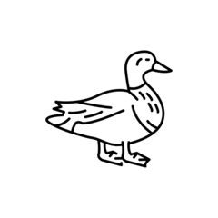 Mallard color line icon. Pictogram for web page