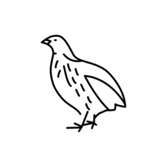 Quail bird color line icon. Pictogram for web page