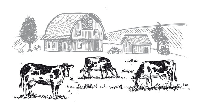Cows chew grass, hand drawn illustrations. Dairy farm, vector.