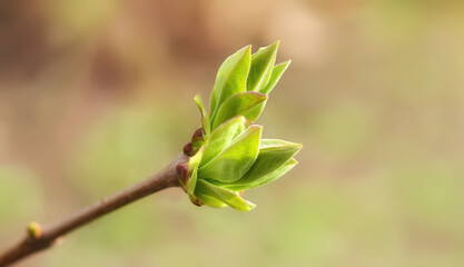 First spring leaves, buds on branches in spring. Lilac. Spring background. Copy space for text