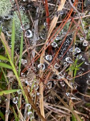 ants on a grass