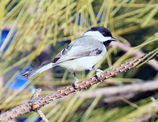 Carolina Chickadee