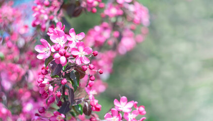 Pink apple flowers. Spring floral background. Selective focus. Place for text