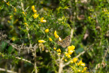 Speckled Wood Butterfly (Pararge aegeria) sitting on plant with yellow blossoms in Zurich, Switzerland