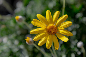 Selective focus of golden yellow flower Euryops pectinatus in the garden with sunlight, The grey-leaved euryops is a species of flowering plant in the family Asteraceae, Nature floral background.