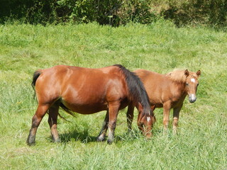 Une jument et son poulain broutent de l'herbe dans une prairie