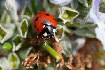 coccinelle