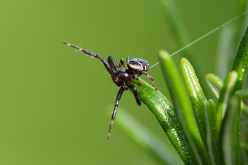 araignée