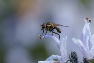 Mouche