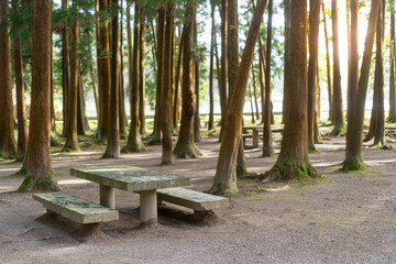 Concrete picnic table and bench in forest