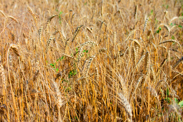 Wheat field. Ears of golden wheat close up.