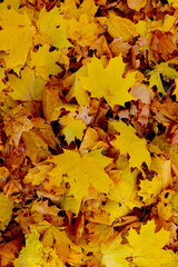 Red and orange autumn leaves background. Outdoor.