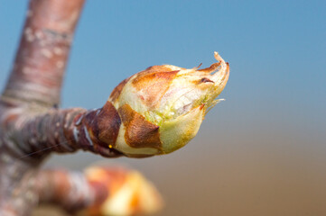 Macro photo of bud of apple tree (Malus domestica) in spring.