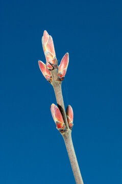 Branch with buds of Acer campestre in spring.