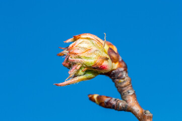 Closeup on bud of Conference pear in spring time.