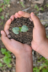 closeup the ripe green lady finger plant seedling and soil heap in hand soft focus natural green brown background.