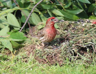 House Finch