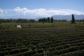 Wine making industry. View of the vineyard in a sunny day. The rows of Malbec grapevines in summer.