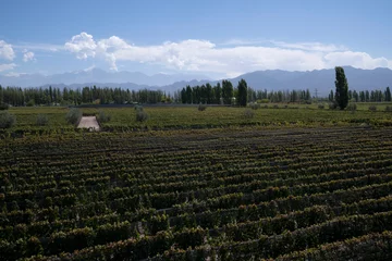 Fotobehang Wine making industry. View of the vineyard in a sunny day. The rows of Malbec grapevines in summer. © Gonzalo