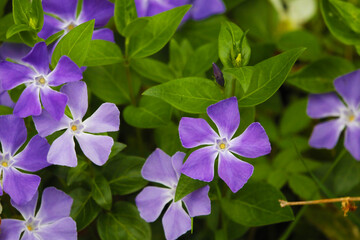 Periwinkle that bloomed beautifully outdoors