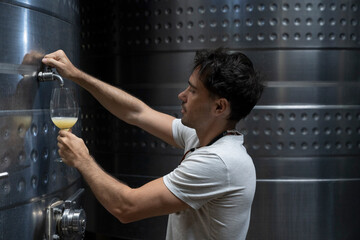 Wine making industry. Portrait of a young man filling a cup of glass with Chardonnay grapes white...