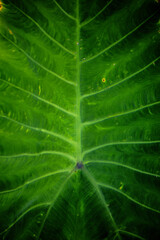 big green bonsai in nature