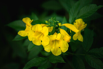 Obraz premium yellow flowers in nature shaped like a yellow bell
