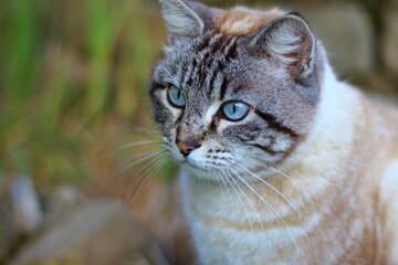 Gatto con gli occhi azzurri seduto in un prato, intento a fissare una preda