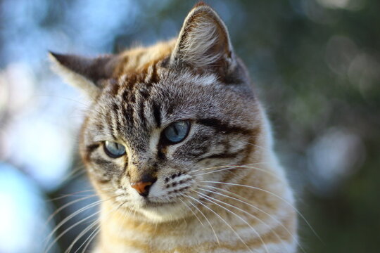 Gatto con gli occhi azzurri seduto in un prato, intento a fissare una preda