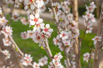 Twigs with beautiful white almond blossoms are depicted on a blurred green background. Background on the spring theme. 