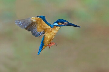 Flying Common Kingfischer a blue diamond from the river 
