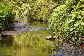 small river in the forest