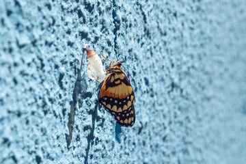 Fototapeta na wymiar Uma borboleta recém nascida ao lado do seu casulo vazio.
