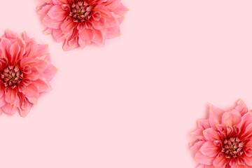 Dahlia flowers head on a pink pastel background. Springtime botany concept. Decorative plant closeup.